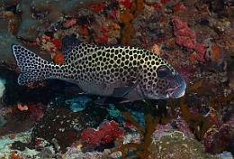 Sipadan_2015_Diagramme arlequin_Plectorhinchus chaetodonoides_IMG_2386_rc